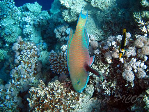 Perroquet bleu - Chlorurus gibbus (7).JPG